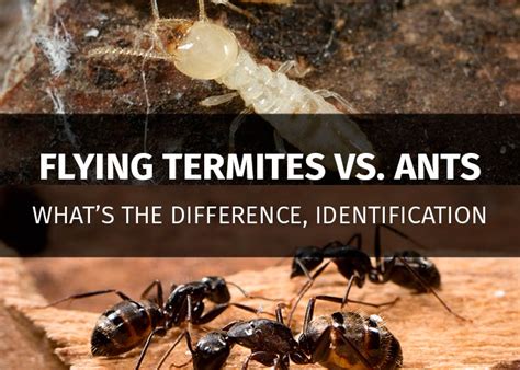 Flying Termites vs. Flying Ants: How to Spot the Difference | PestsGuide