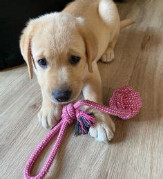 72 Best miniature labrador retriever puppies for sale ideas in 2021 ...