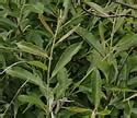 Salix Discolor Pussy Willow Minnesota Wildflowers