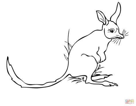 Greater Bilby coloring page | Free Printable Coloring Pages