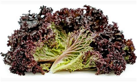 Lollo Rosso Lettuce - Taka Vegetable