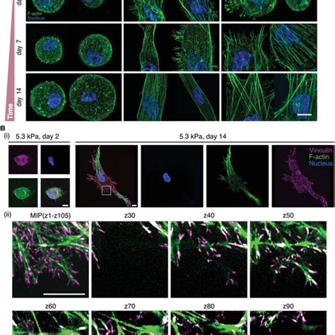 Actin Stress Fiber And Focal Adhesion Formation Correlate With The