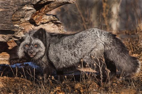 A Beautiful Silver Fox Jim Zuckerman Photography And Photo Tours