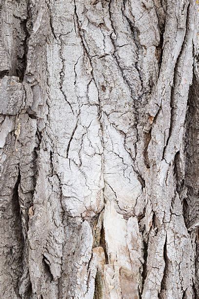 Top Cottonwood Tree Bark Stock Photos, Pictures and Images - iStock