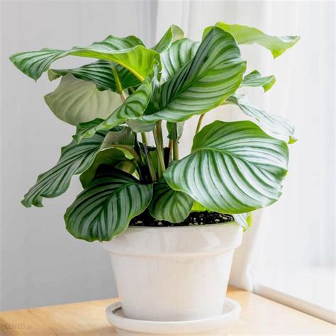 Calathea Orbifolia Kalatea Okrog Olistna Pi Kna Ceny I Opinie Ceneo Pl