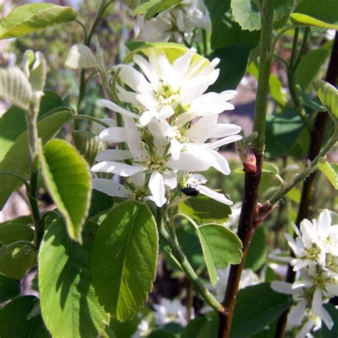 Amelanchier alnifolia Obelisk - Amélanchier à feuilles d'aulne à port