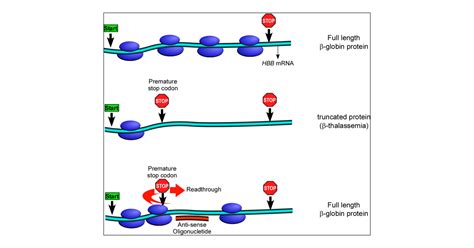 Induction Of Translational Readthrough Across The Thalassemia Causing