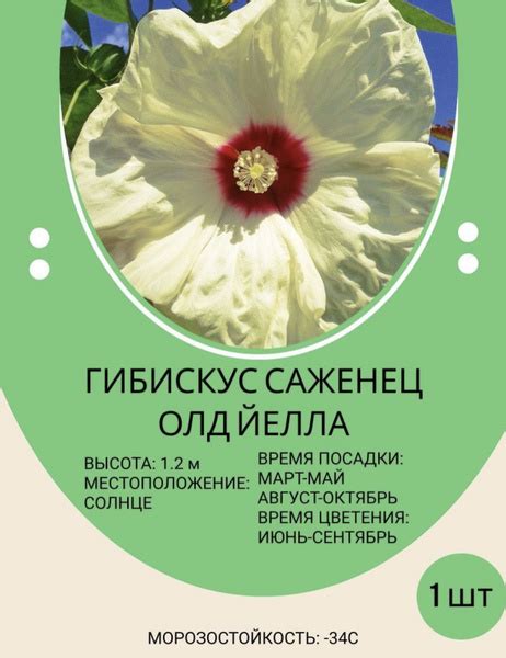 Гибискус Гибискус - купить по выгодным ценам в интернет-магазине OZON ...