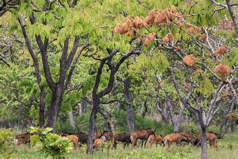 Giant Sable Conservation In Angola Ahg