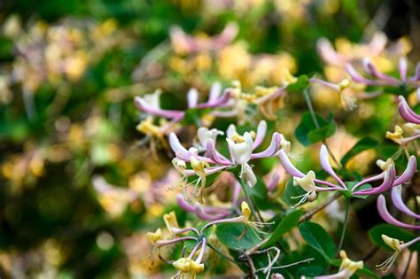 Jelängerjelieber Echtes Geißblatt Lonicera caprifolium günstig kaufen