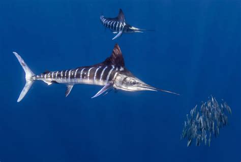 Marlin Fish: Fascinating Facts, Habitat, Life Cycle, and More - FishOnTips