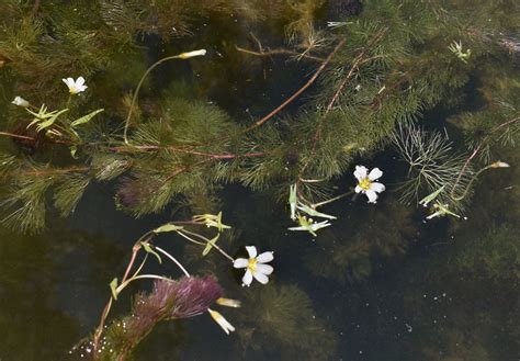 Carolina Fanwort From Townsville QLD Australia On January 07 2022 At