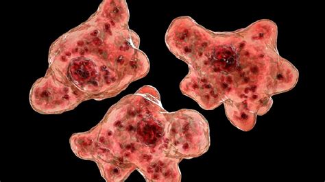 What Is Naegleria Fowleri A ‘brain Eating Amoeba That Claimed 1st Death In South Korea