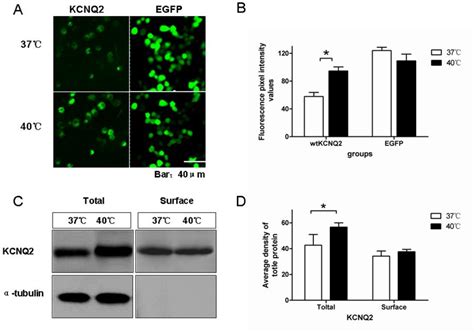 Figure From Thermal Regulation Of Kcnq Potassium Channels