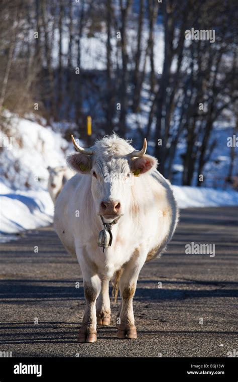 Cow With Bell Stock Photo Alamy