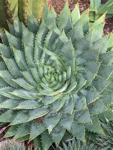 Spiral symmetry - Greenhouse Management