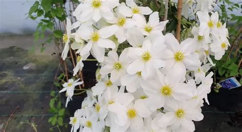 Clematis Avalanche Problems: Overcoming Common Issues in Your Garden ...