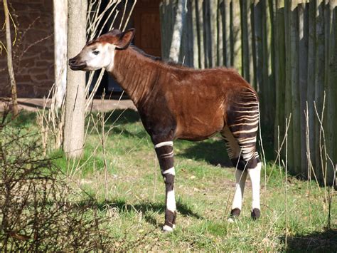 Chester Zoo Okapi Nigel Swales Flickr