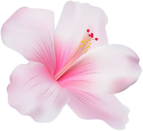 Pink Hibiscus Transparent 14033634 PNG