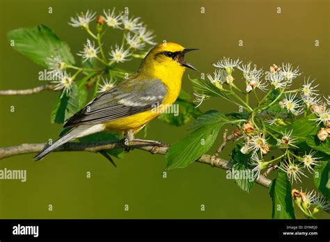 Blue Winged Warbler Vermivora Cyanoptera Adult Male Stock Photo Alamy