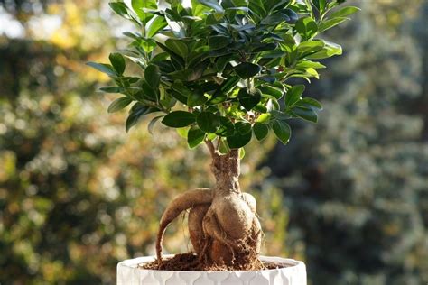 Comment Cultiver Et Soigner Le Bonsa Ficus Microcarpa Ginseng