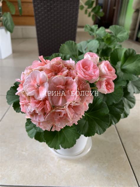 Jagershus Borre - Пеларгонии в Гомеле