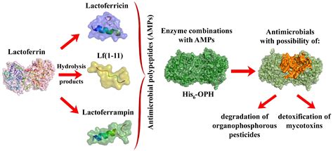 Ijms Free Full Text Synergistic Antimicrobial Action Of Lactoferrin