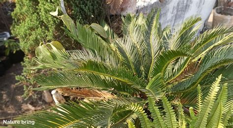 Cycas Revoluta How To Grow And Care Sago Cycad Plant