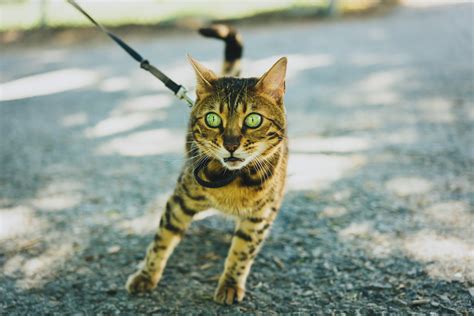 Jasmine A Beautiful Bengal Walking On A Leash Kmr Photography Flickr