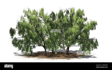 several various Honey Mesquite trees on a sand area - isolated on white