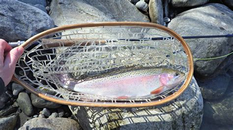 To Catch And Keep Trout Fishing For Dinner Harvesting Nature