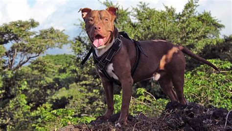 The Truth About Pitbulls 12 Surprising Facts Petmojo