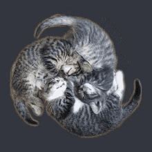 Cat Spinning GIF - Cat Spinning - Discover & Share GIFs