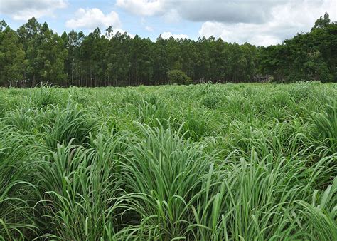 Seednews News Embrapa Lan A Nova Cultivar De Capim Andropogon Que