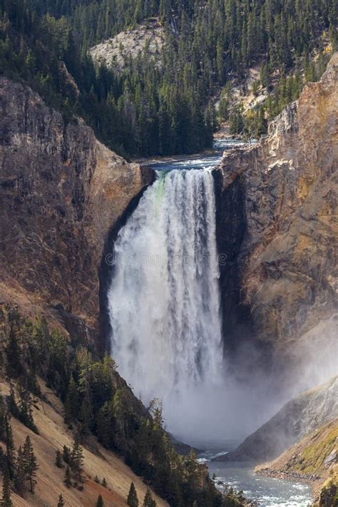 Waterfall at Grand Canyon of Yellowstone.USA. Stock Photo - Image of pine, landscape: 261569656