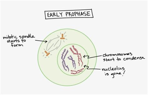 Mitosis Prophase Png , Free Transparent Clipart - ClipartKey