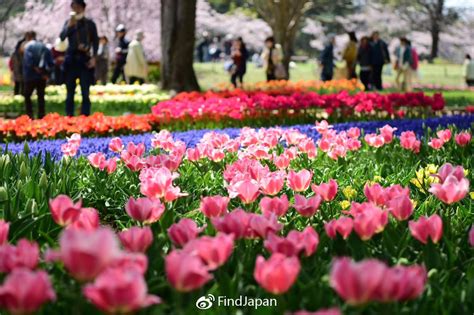 2019日本关东地区赏樱攻略——邂逅最美的樱花吉野目黑川樱花新浪新闻