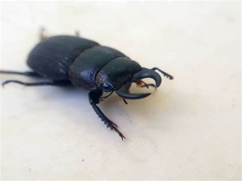 580+ Japanese Stag Beetle Photos Stock Photos, Pictures & Royalty-Free Images - iStock