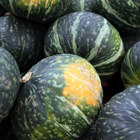 Kabocha Squash Seeds Sweet Mama Japanese Pumpkin 10 Etsy