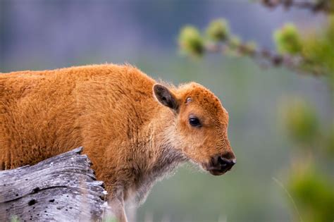 Bison Calf In Yellowstone Fine Art Wildlife Photo Print | Photos by ...