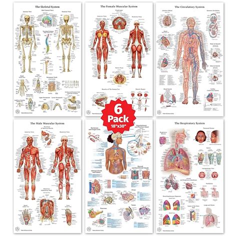 Buy 6 Anatomy Posters Medical Posters Skeletal System Female And