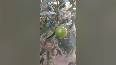 Watering Plants Asmr Spraying Fruit Trees Shortvideo Asmr Satisfying