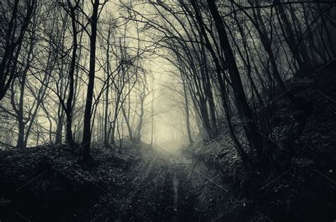 a dark forest with fog and trees