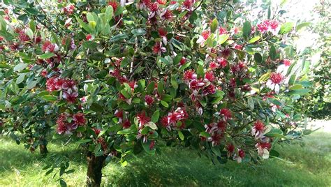 Feijoa Sellowiana Mammouth Jardin Francais Goyavier Du Brésil Jardins