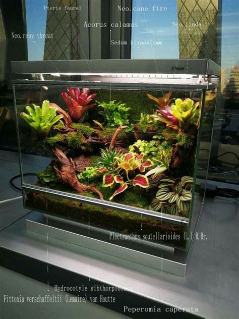 Pin By Dani On Terrarien Reptilien Fish Tank Terrarium Garden