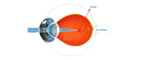 What is the fovea? – Front Range Retina