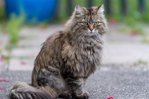 10 Tortoiseshell Cat Breeds (With Info & Pictures) - Catster