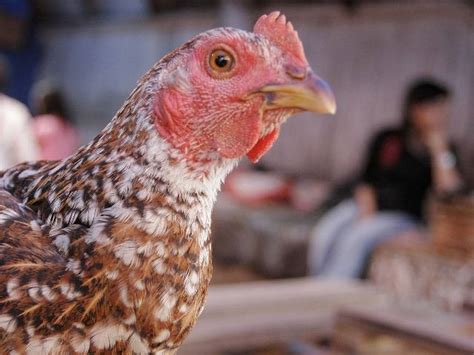 La Gallina Criolla Tendr Su Fiesta La Naci N