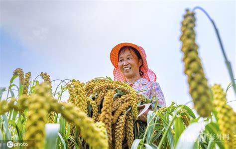 全国多地开始秋收 希望都有好收成！ 图片 海外网