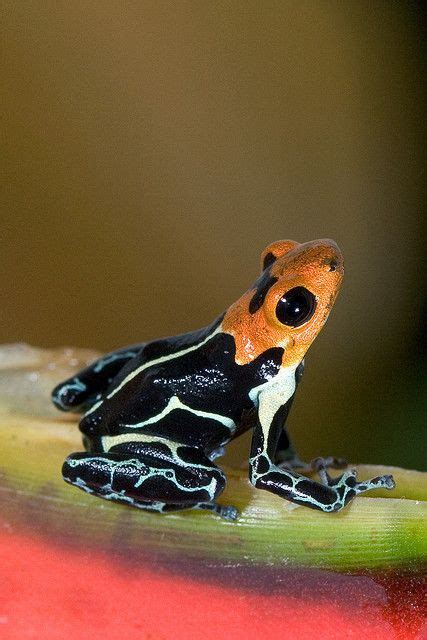 Ranitomeya Fantastica Frog Amphibians Poison Dart Frogs